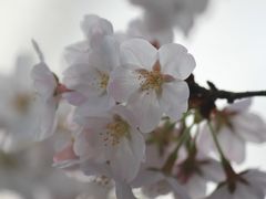 -甘棠公园