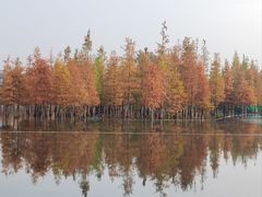 -白鹭湾湿地公园