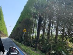 -黄海国家森林公园