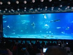 -烟台海昌鲸鲨海洋公园