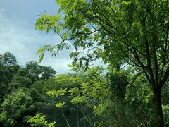 -深圳仙湖植物园-停车场