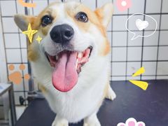 -宠匠·爱宠堡 PET CASTLE