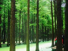 -溱湖国家湿地公园