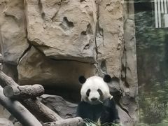 -成都动物园
