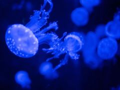 -烟台海昌鲸鲨海洋公园