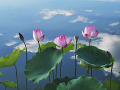 -莲花池公园