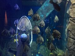 -迪拜水族馆及水下动物园