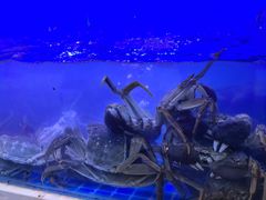 -蟹状元大闸蟹·年货·粽子(成都成华店)