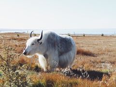 -青海湖国家重点风景名胜区