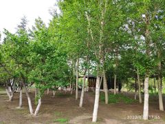 -长白岛森林公园