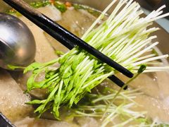 有机活体豆苗-盡膳口福·百年汤方火锅(科华北路店)
