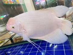 -番禺大岗仙庙烧鸡(芳村店)
