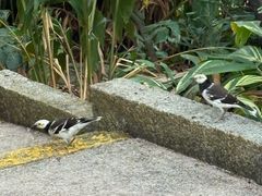 -九龙公园