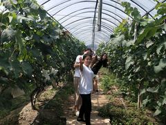 -马陆小张葡萄园农家乐