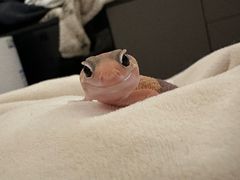 -酷以爬仙阁实体爬宠店·守宫·蜥蜴·专业繁育