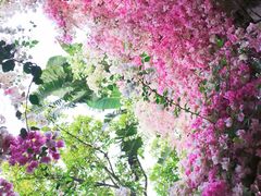 -深圳国际园林花卉博览园