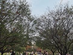 -习家池