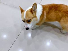-子乐宠物医院