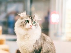 -瞄一喵猫咖(格力海岸店)