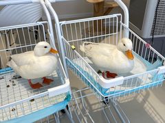 -怪兽屋·羊驼·猫咖·狗咖(俊华广场店)