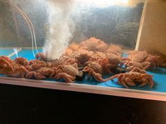 -蟹道乐(新宿本店)