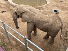 -西霞口神雕山野生动物世界