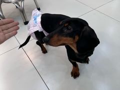 -汪说·狗咖·拼豆·宠物周边DIY(旺城大厦店)