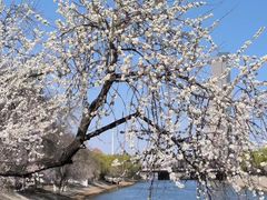-桃花堤公园