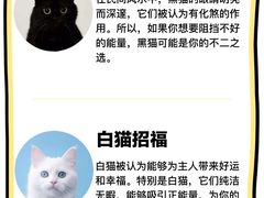 -有喵·猫咖·狗咖·30几只猫10只小狗(岗厦店)