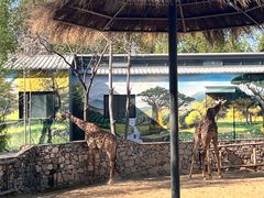 -北京野生动物园