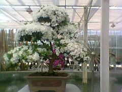 -上海鲜花港