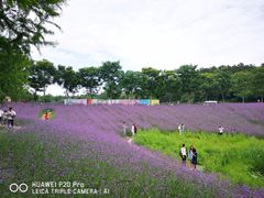 -大塘金香草谷