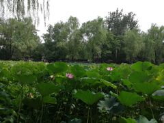 -莲湖公园