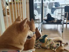-南京Hallo宠物乐园·哈罗犬舍·柴犬繁育基地