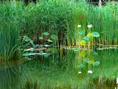 -莲花池公园