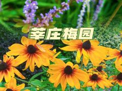 -莘庄梅园