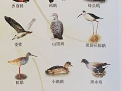 -大湾区中央湿地公园