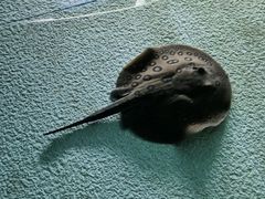 -上海海洋水族馆