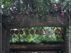-西双版纳原始森林公园