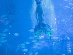 -烟台海昌鲸鲨海洋公园
