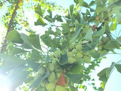 -幕燕滨江·长江观音景区