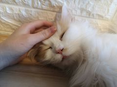 -平行世界·猫咖(首经贸店)