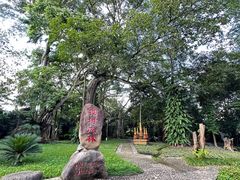 -瑞丽独树成林风景区