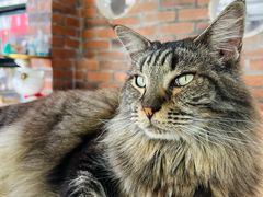 -豆逗聊愈猫阁Easy Life