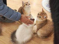 -有喵·猫咖·狗咖·30几只猫10只小狗(岗厦店)
