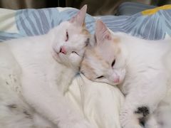 -艾吉宠物医院·疑难杂症转诊中心·猫友好(碧江路院)