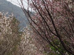 -牛鱼嘴原始生态风景区