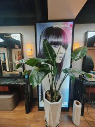 -Z.X HAIR SALON张新美业
