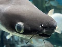 -上海海洋水族馆