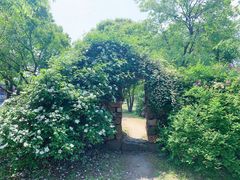 -鹅湖玫瑰文化园